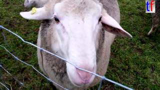 Sweet Sheeps  Große und kleine Schafe Germany 2014 [upl. by Ellenrahc]