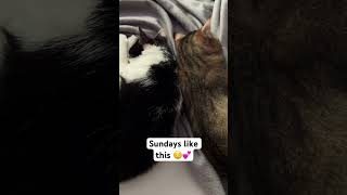 Sundays like this relax sundaymood youtubeshorts catshorts [upl. by Rekrap75]