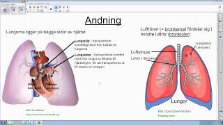 Andningsorganen  våra övre och nedre luftvägar [upl. by Celestyna838]