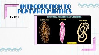 Introduction to platyhelminthes flatworms [upl. by Tim438]