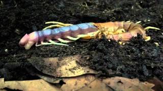 Scolopendra gigantea molting [upl. by Karlan]