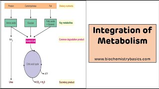 Integration of Metabolism  Integration Metabolism Biochemistry [upl. by Sifan]