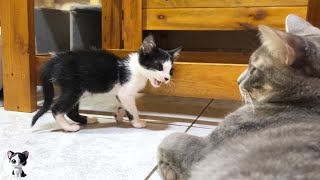 How ferocious rescued kitten grows up from 080 days quotThe Story of the Miracle Talking Cat Muquot [upl. by Ardnic473]