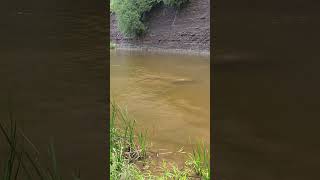 2024 Salmon Run salmon fishing ontario youtube [upl. by Catto576]