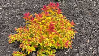 Spiraea Candy Corn Update [upl. by Xonel]