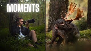 A Year of Wildlife Photography in Sweden [upl. by Ymmor702]