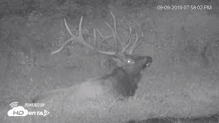 2019  Benezette Pa Elk Cam 99 night highlights [upl. by Akeinahs]