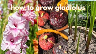 Gladiolus Grow from Bulbs গ্লাডিওলাস গাছ কিভাবে বসাবো youtube garden plants flowers vlog [upl. by Sellma]