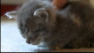 Viewers outraged by kittens abused [upl. by Der]