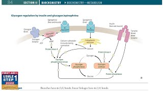 Glycogen Regulation by insulin and GlucagonEpinephrine  Biochemistry  23  First Aid USMLE Step 1 [upl. by Imaj]