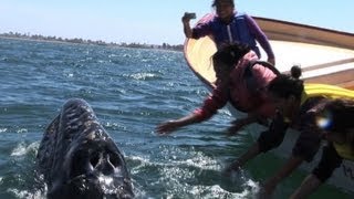 Caresser des baleines un rêve sauvage en BasseCalifornie [upl. by Ecinaej]