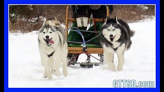 HUSKIES GO DOG SLEDDING  Oakley can Pull the Sled [upl. by Kcire]