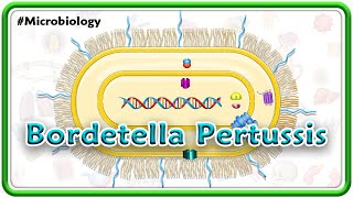 Bordetella Pertussis Animation  Microbiology USMLE Step 1 [upl. by Ianthe819]