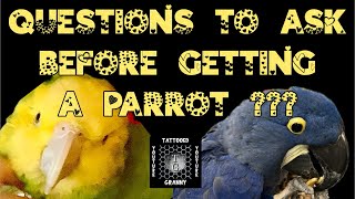 Questions to Ask Before Getting a Parrot parrot parrottraining petbirds macaws [upl. by Jammin]