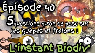 Ep40 5 questions quon se pose sur les guêpes [upl. by Berkie]