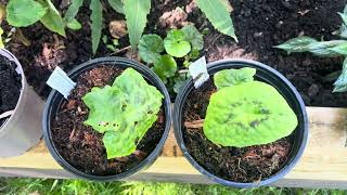 Podophyllum  Spotty Dotty and more [upl. by Amiel]