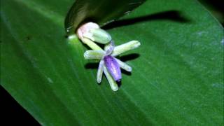 ruscus hypoglossum [upl. by Eikcim533]