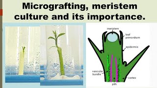 Micrografting Meristem culture and its importance [upl. by Alakcim472]