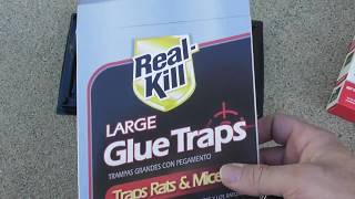 Real Kill Large Glue Traps Mouse Rat REVIEW DO THEY WORK [upl. by Ecyar]