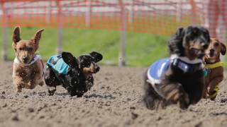 Wiener dog racing at the New Orleans Fair Grounds [upl. by Hannan]