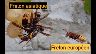 Confrontation entre le Frelon européen et le Frelon à pattes jaunes ou Frelon asiatique [upl. by Sivatco]