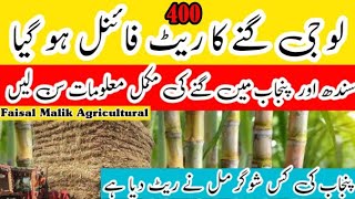 sugar mill crashing date 2025  sugarcane rate in Pakistan 2024  gany ka rate گنے کا ریٹشوگر مل [upl. by Euqnomod524]