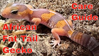 Albino Tangerine Stripe African Fat Tail Gecko Care Guide [upl. by Friedrick]