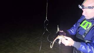 Small eyed ray North Wales beach over high water [upl. by Root292]