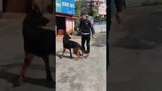 The German Shepherd is a highly intelligent and loyal breed germanshepherd kingdom ytshorts like [upl. by Gujral]