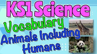 ANIMALS INCLUDING HUMANS KS1 SCIENCE VOCABULARY by Miss Ellis sciencevocabulary [upl. by Dodge]