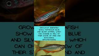 70 of human genes are found in zebrafish zebrafish fishfact fish short [upl. by Gustaf]