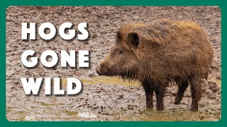 Hogs Wild Fighting the Feral Pig Problem [upl. by Yelahs]