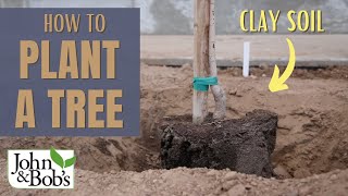 How To Plant A Tree In Clay Soil amp Hard Soil  Street Tree Planting [upl. by Enellek937]