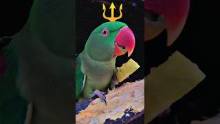 Cute 🥰🐣 Parrot Talking Funny and Drinking water🤣youtubeshorts birds shorts fyp india CUTE 🥰🥺 [upl. by Ajat]