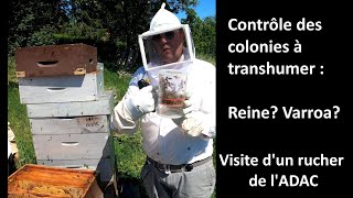 Contrôle des colonies avant la transhumance  reine varroa [upl. by Anaujit]