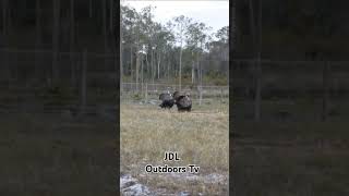 Osceola strutters [upl. by Mccarthy771]