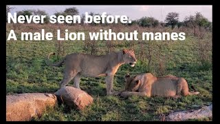 Never seen before a male Lion without manes in Serengeti National Park [upl. by Feinberg]