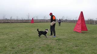 border collie Panda protection training [upl. by Ydnal]