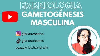 Gametogénesis masculina Embriología humana medicina [upl. by Etana]