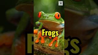 Rare Frog Facts You Didnt Know frogs animalfacts wildlifeinsights frogfacts [upl. by Blanka]