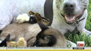 Unlikely Animal Friendships  Jennifer Holland National Geographic [upl. by Fahy212]