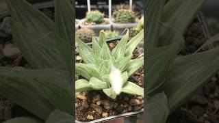 Haworthia Magnifica var Acuminata cv Grey Ghost succulent haworthia [upl. by Lamok]