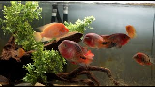 240 Vieja Midas Cichlid Community Tank Update [upl. by Trainer606]