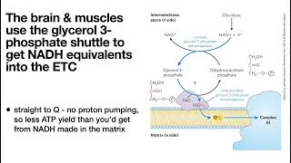 Bring on the NAD Lactate fermentation Cori Cycle amp NADH shuttles malateaspartate amp glycerol3P [upl. by Nolla93]