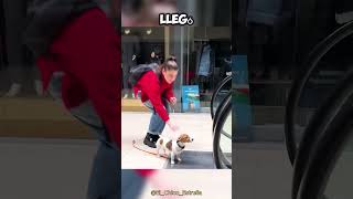 Esta chica SALVÓ al asustado perro de la ABUELA 😯👏 [upl. by Stav]