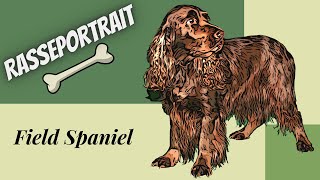 Field Spaniel  Video Rasseportrait [upl. by Ennairrac610]