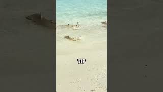 Amazing Baby Blacktip Sharks Looking for Food by the Shore 🦈💧 shorts [upl. by Ubald831]