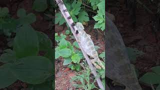 Chameleon in India playing teluguosaravalli bharath kathalu [upl. by Sigsmond]