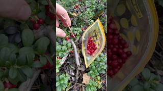 Lingonberry Harvest [upl. by Maddalena]