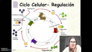 Regulación del ciclo celular [upl. by Perkins624]